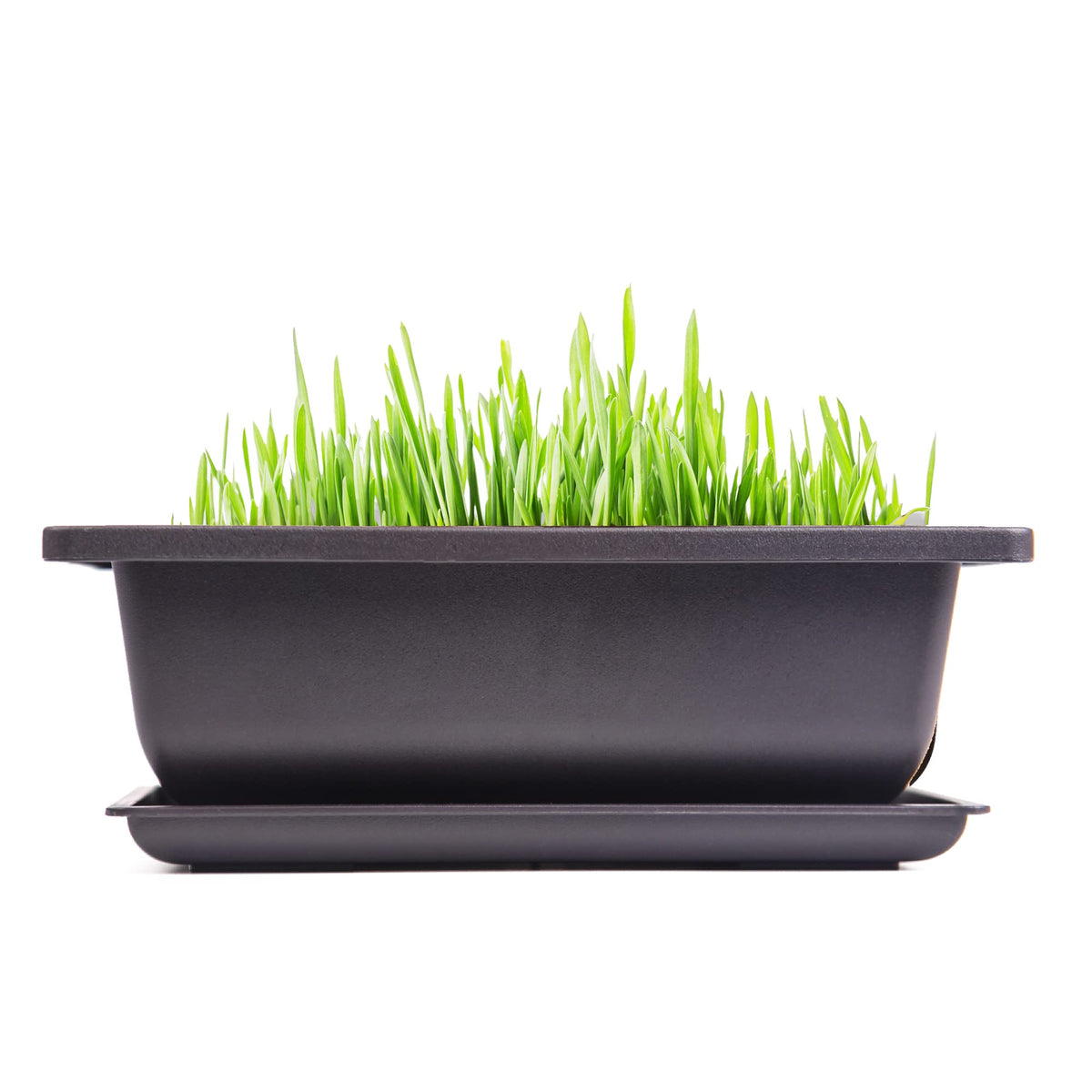 C CRYSTAL LEMON Bonsai Training Pots with Drip Trays, 3-Pack, 9” L x 6.7” W x 3” H Rectangular Plastic Planters with Drainage Holes & Mesh Screen, for Bonsai, Succulents & Cactus (Large)