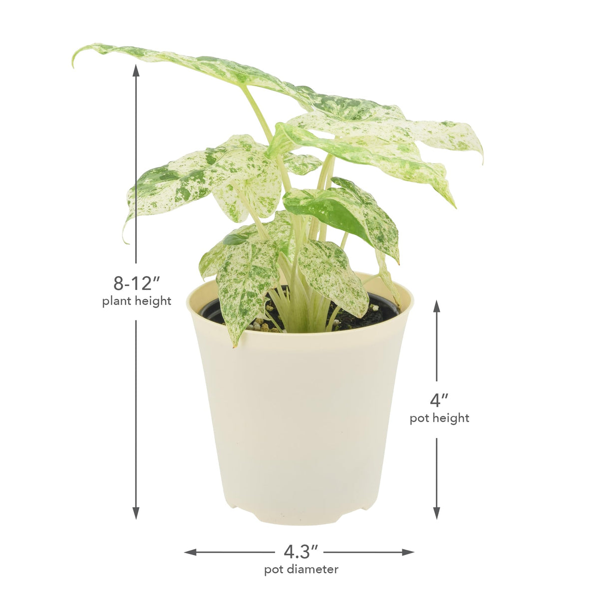 Arcadia Garden Products Live Odora Batik Alocasia Variegated Rare Indoor Houseplant in Plastic Pot, Tropical Plant Collector Gift for Home and Garden Decor, 4-inch, Beige