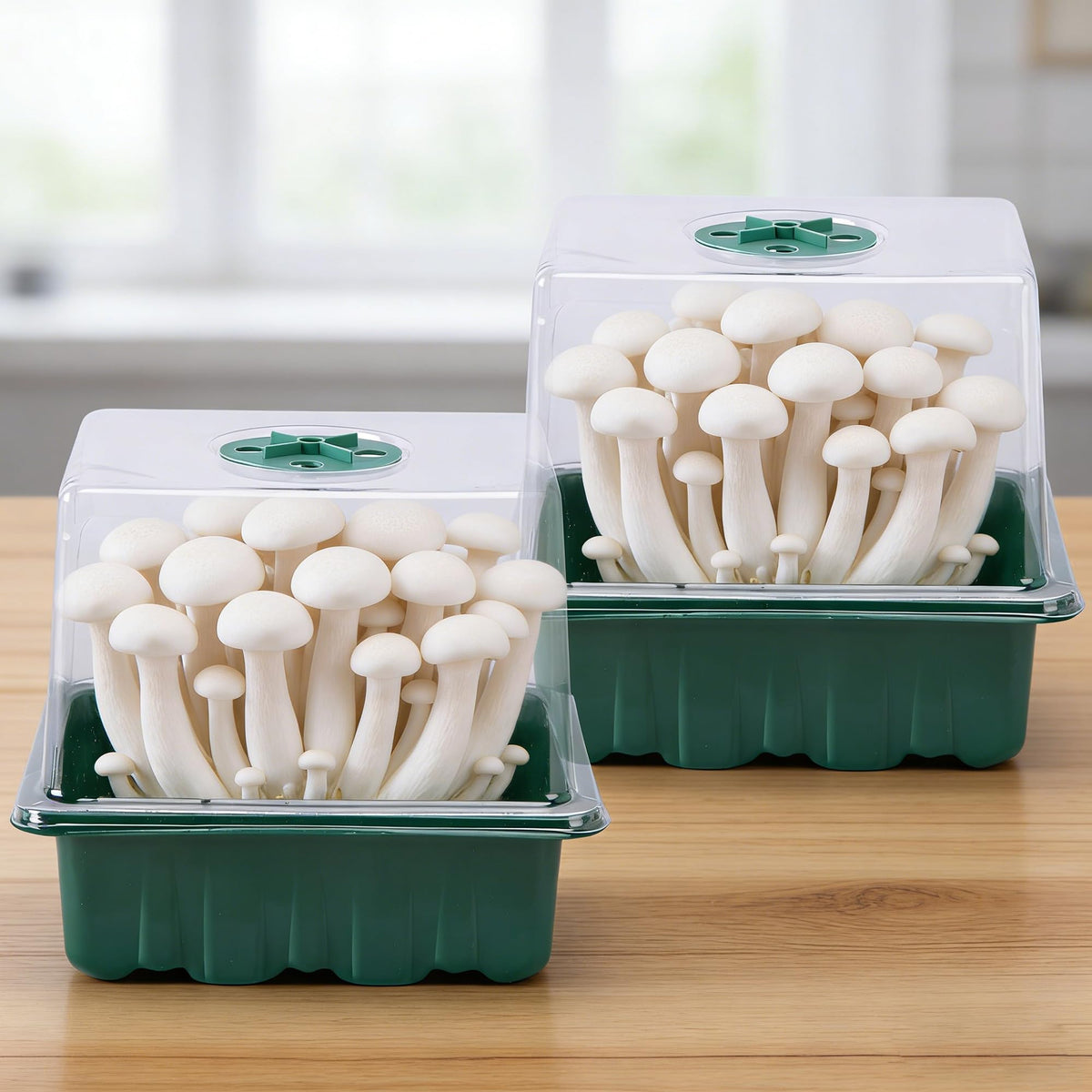 DECOHS 4 Pack Monotub Mushroom Grow Kit, 6.5" x 5" x 6.5" Small Mushroom Fruiting Chamber Propagation Boxes, Monotub Mushroom Growing Box Mini Greenhouse with Spray Bottle for Horticulture Supplies