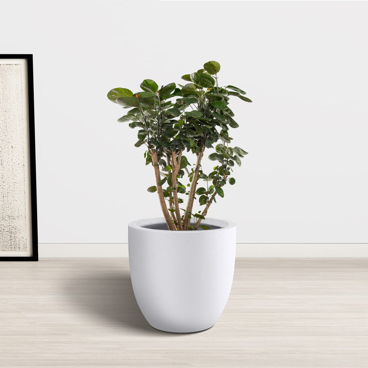 Kante 14 Inch Dia Round Concrete Planter, Indoor Outdoor Large Plant Pot with Drainage Hole and Rubber Plug for Home Patio Garden, Pure White