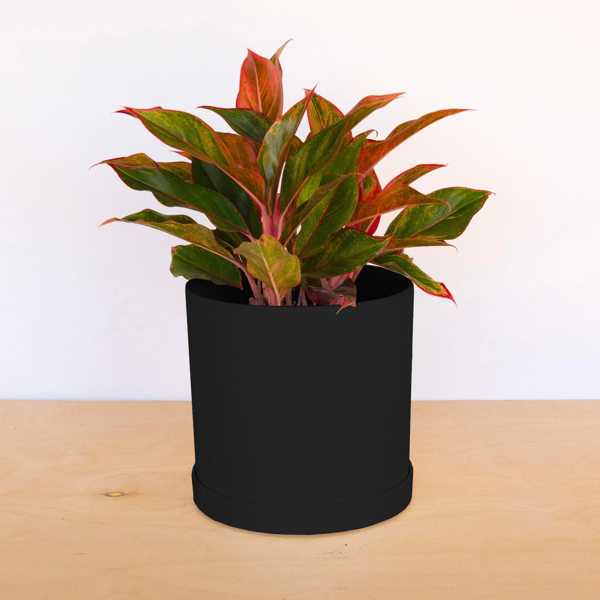 Bloem Mathers Round Planter with Saucer Tray: 10" - Black - Modern Design, Durable Plastic Pot, Removable Saucer, for Indoor & Outdoor Use, Gardening, 2.6 Gallon Capacity