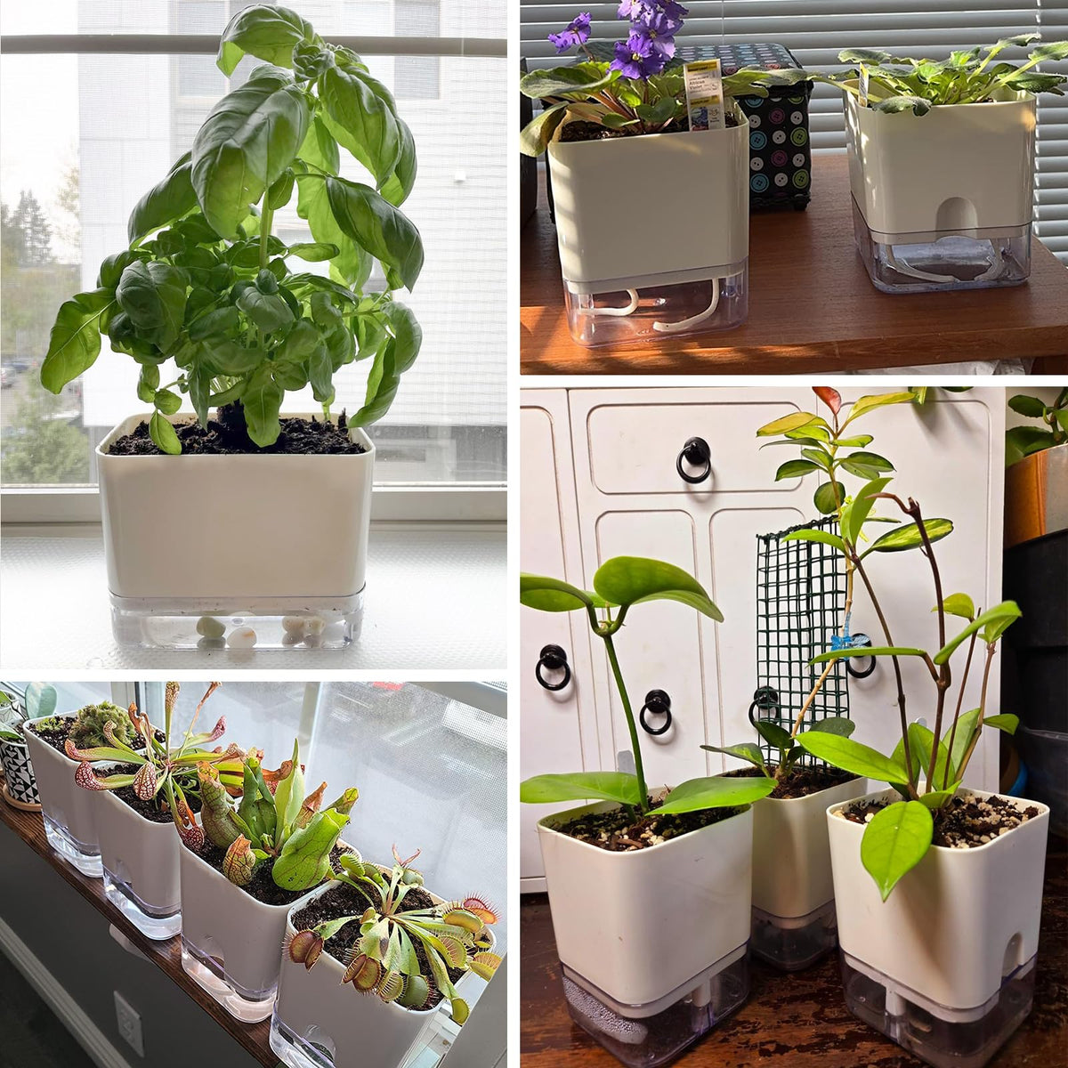 Planterhoma Self Watering Plant Pots for Indoor Plants 4.3 inch, 6 Packs Square Self-Watering Planters with Drainage Hole, White African Violet Pots for Devil's Ivy, Spider Plant, Orchid, Herb