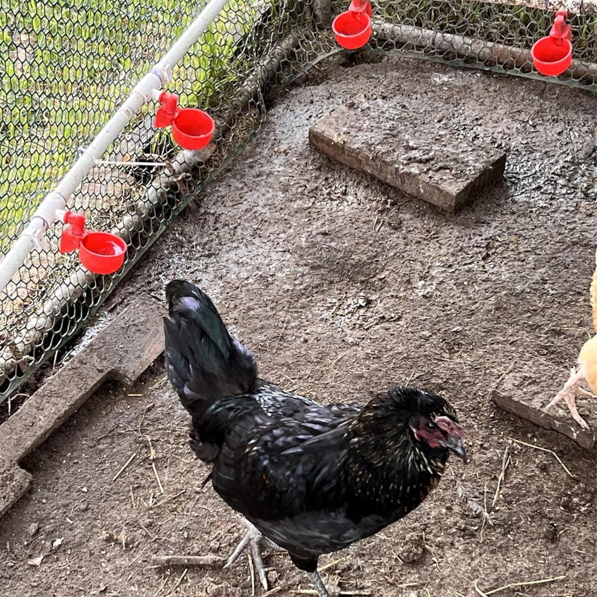 Automatic Chicken Watering System with 1/2" PVC Pipe and Chicken Waterer Cups, Stainless Steel Hose, Leak-Proof and Easy-Assembly Chicken Waterer Feeder Kit for Coops