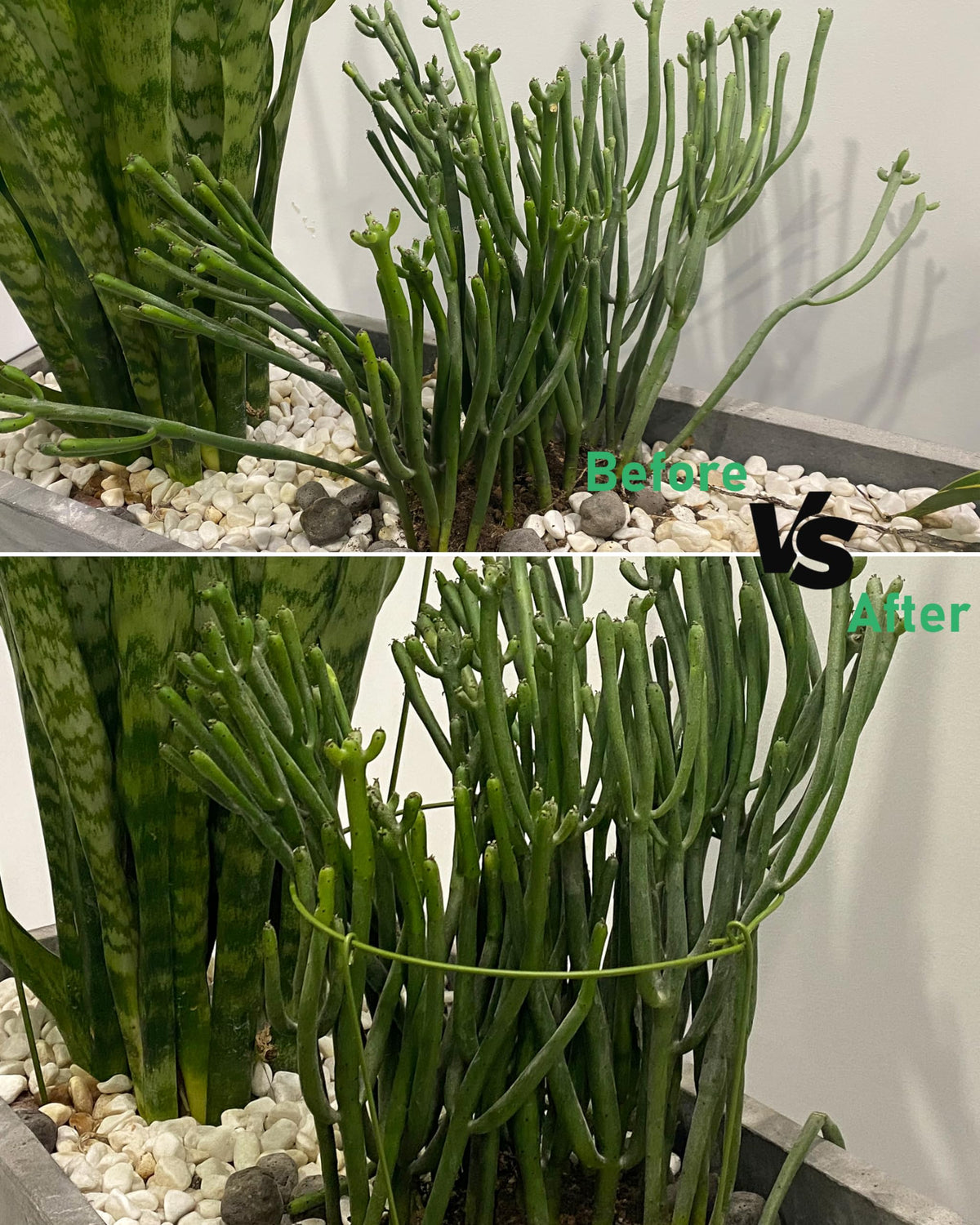 3 Pack Plant Support Stakes, Adjustable Plant Ring Cages with Green Rubber Wrapping, Ideal for Orchids, Indoor and Outdoor Potted Plants, 10" Wide x 17" High