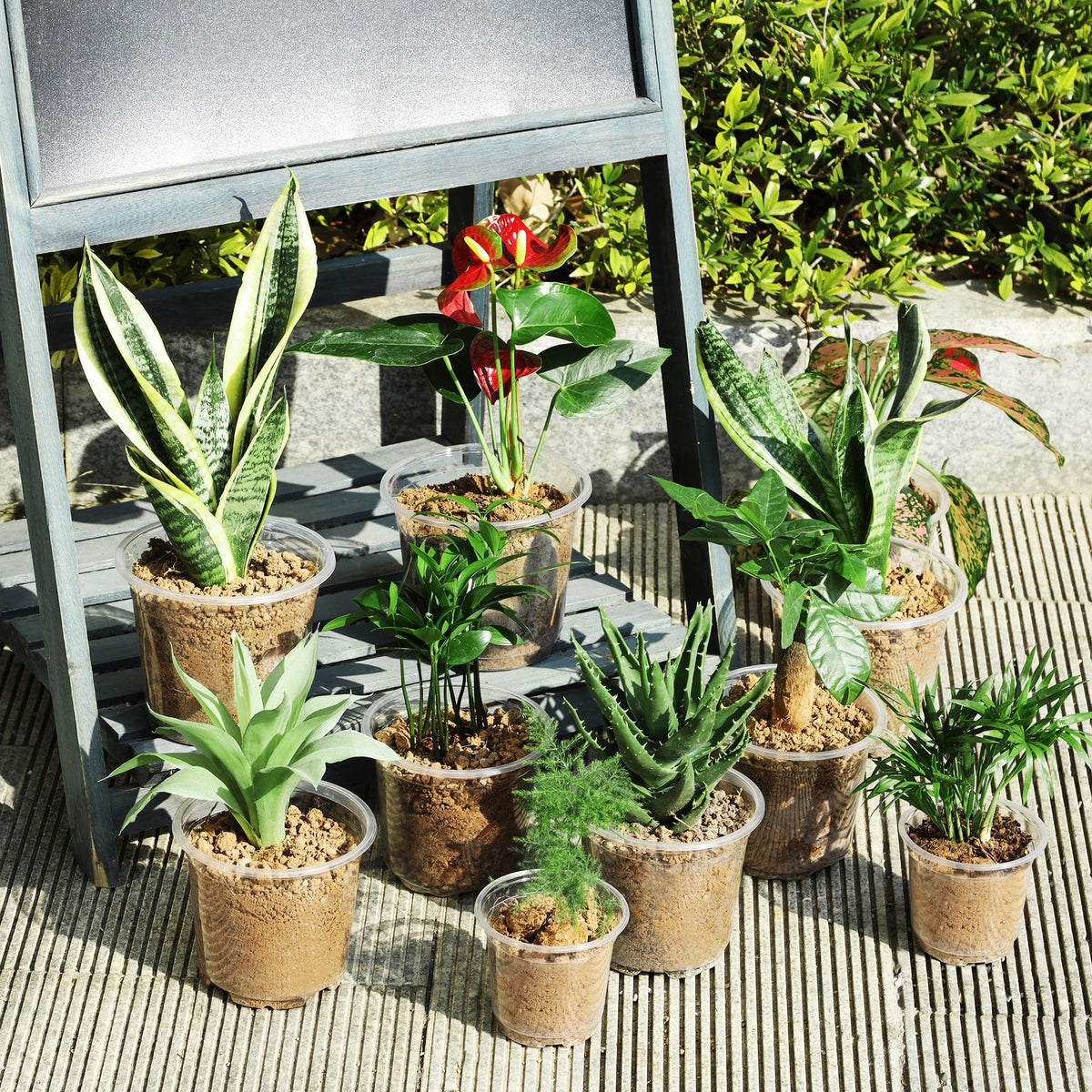 Hemikaki 60 Pack 4/5/6 Inch Clear Nursery Pots with Drainage Holes, Transparent Plastic Plant Pots, Reinforced Seed Starter Flower Pots, Comes with 50pcs Plant Labels