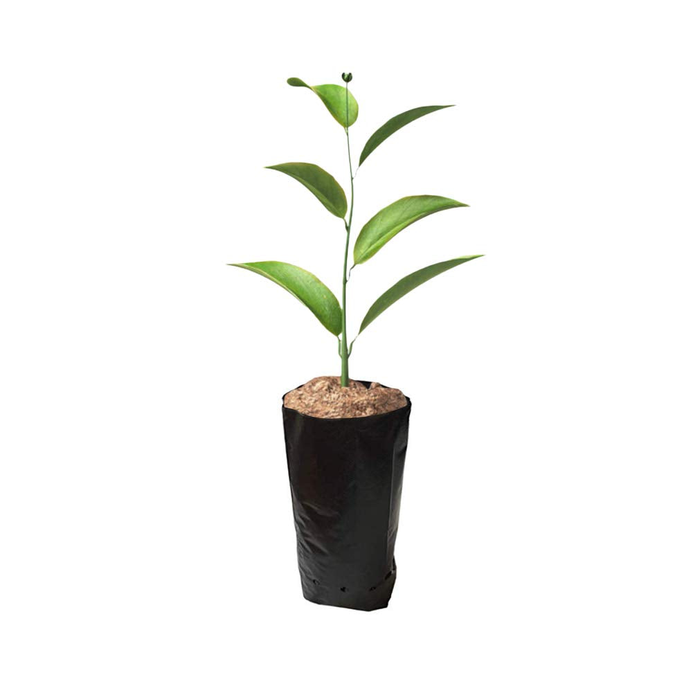 Frjjthchy 100 PCS Thicken Plastic Nursery Bags for Plants Fruit Flower Grow Bags Seedling Pots (7.87x13.78 in)