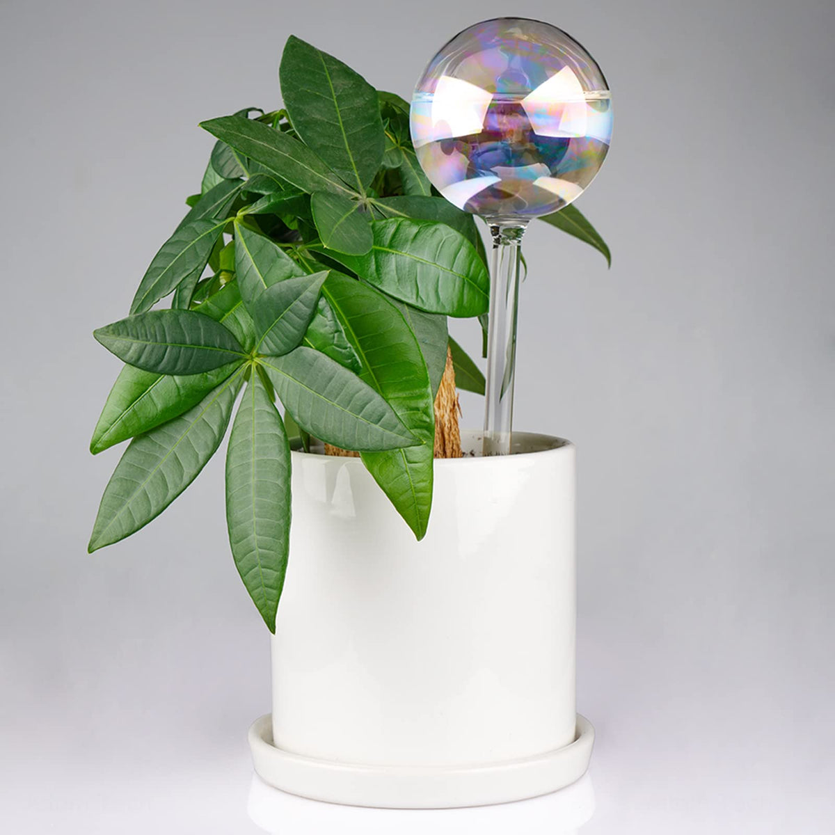 [6 PCS] Light Iridescent Rainbow Gradient Color Clear Glass Self-Watering System Spikes, Automatic Plant Waterer Bulbs