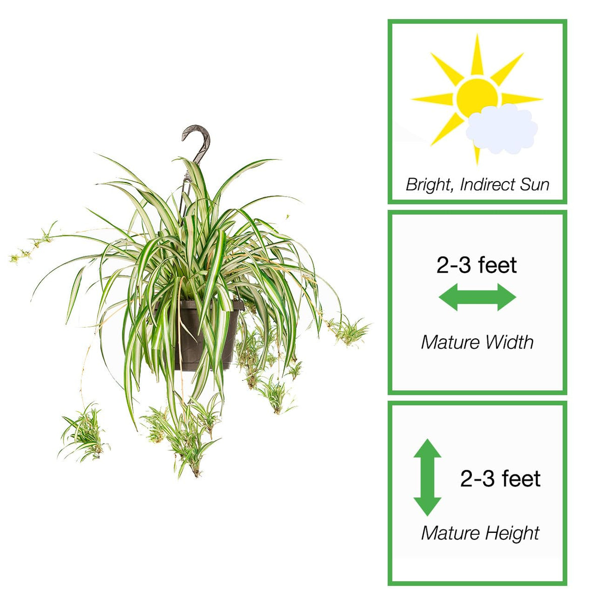Perfect Plants Spider Plant in 8in. Hanging Basket | Live Houseplant for Indoor Growing | Easy to Care for & Keep Alive | Beautiful Green & White Variegated Leaves