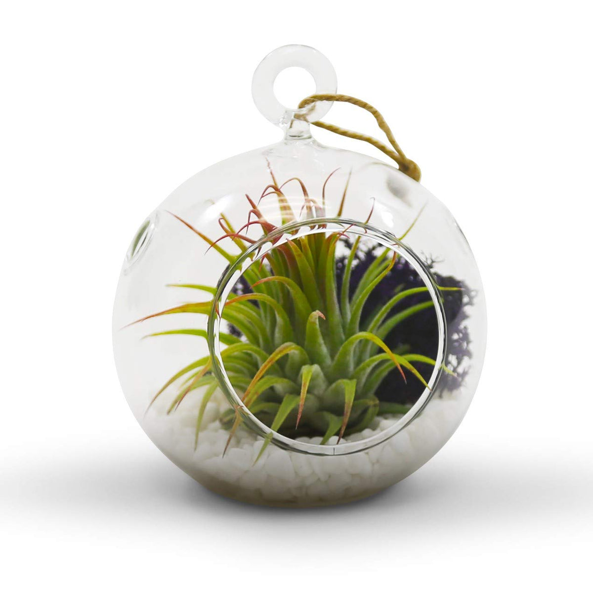 WGV Hanging Terrarium Globe, Width 3", Height 4", DIY Air Succulent Planter, Clear Glass Vase Orb with Flat Bottom, Candle Holder for Windowsill Outdoor Garden Decor, 6 Pieces Bulk
