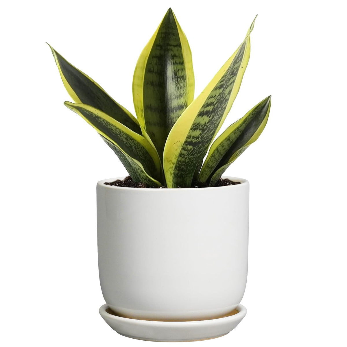 SUNPOTFOR Indoor Plant Pot 5 Inch - Round Ceramic Planter for Succulent Plants with Drainage Hole and Saucer, Modern Home Decor, White