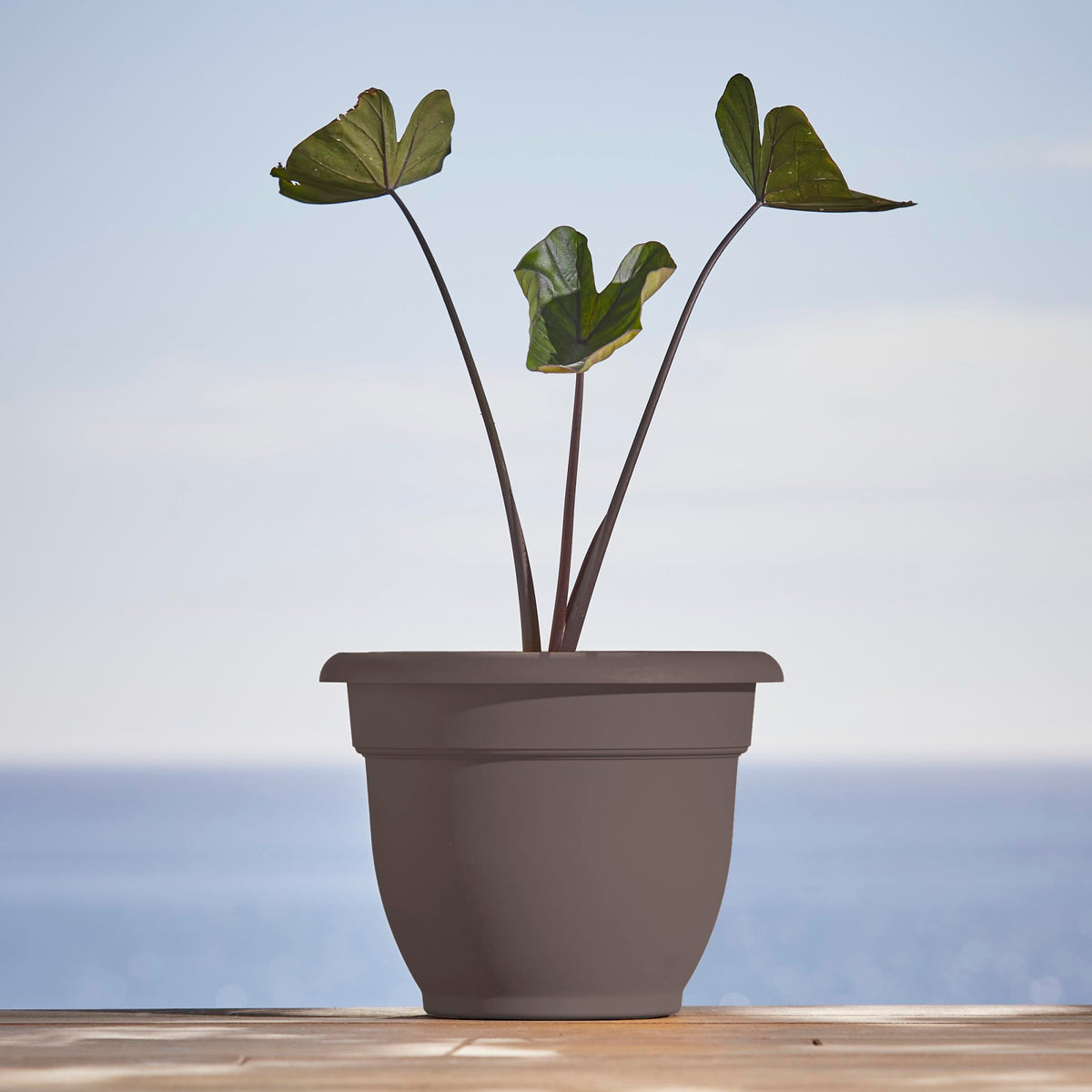Bloem Ariana 12" Self-Watering Plastic Planter - Rolled Rim Indoor/Outdoor Garden Pot, Peppercorn, 2-Pack