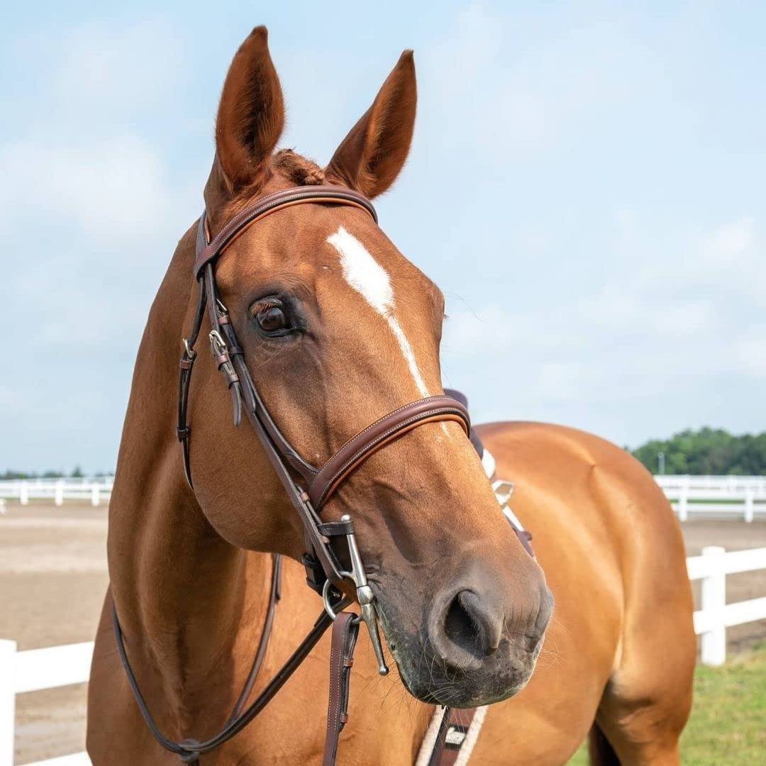 ExionPro English Hunter Jumping Bridle for Horses with Removable Flash Soft Yet Strong Rubber Reins | Royal Hunter Bridle | English Bridle for Horses (Oak Brown, Cob)