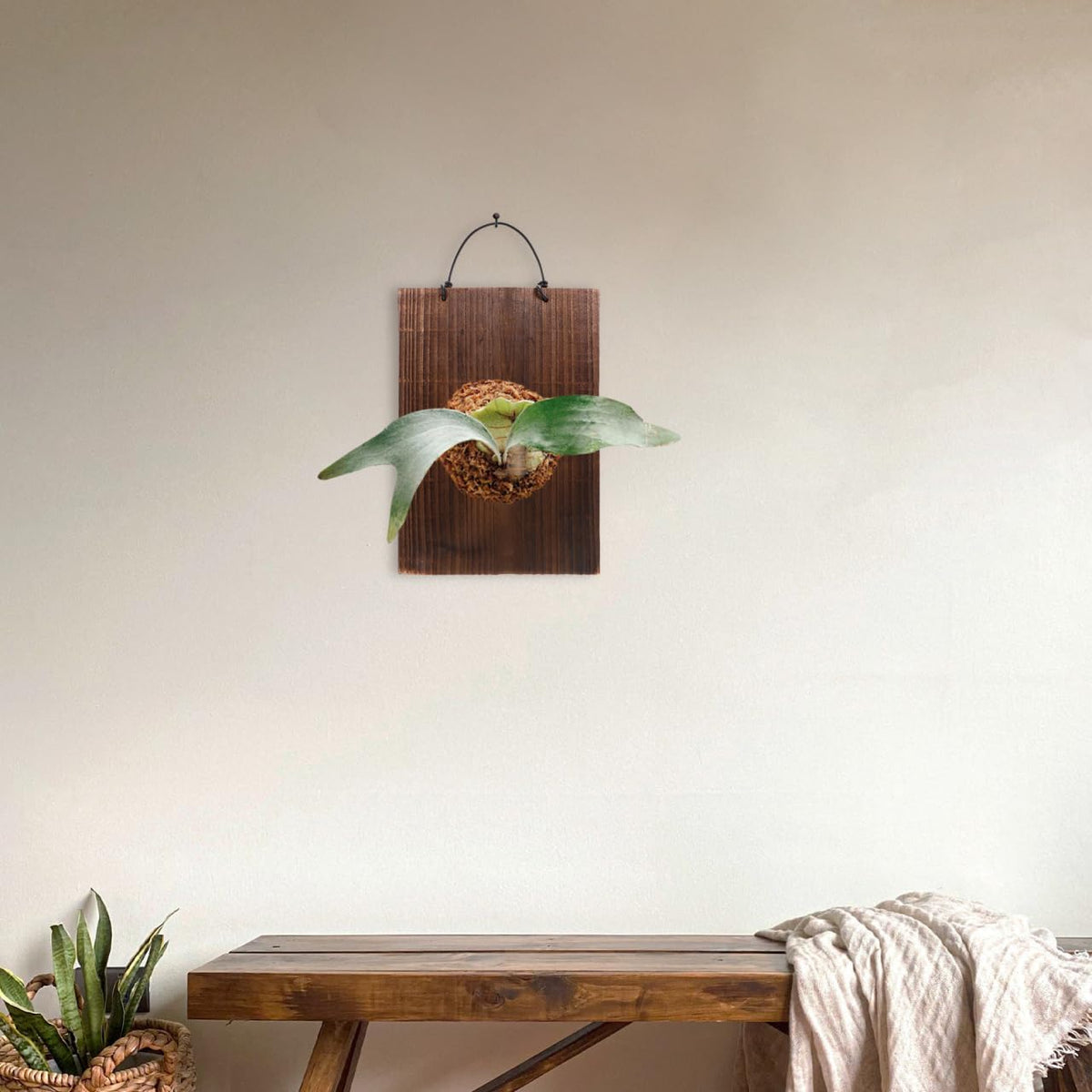 ORFOFE Fern Hanging Plaque 9.76X6.77X0.70In Solid Wood Rustic Sign Decor for Indoor Succulents Climbing Plants Vertical Plant Mounting Board