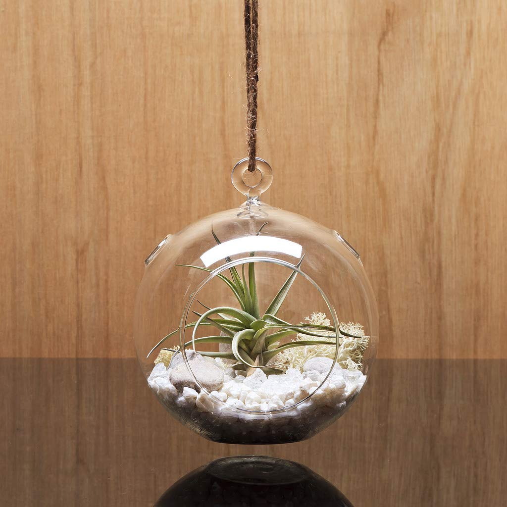 WGV Hanging Terrarium Globe, Width 4", Height 4.75", DIY Air Planter, Clear Glass Round Vase, Candle Holder, Home Office Decor Orb, 1 Piece