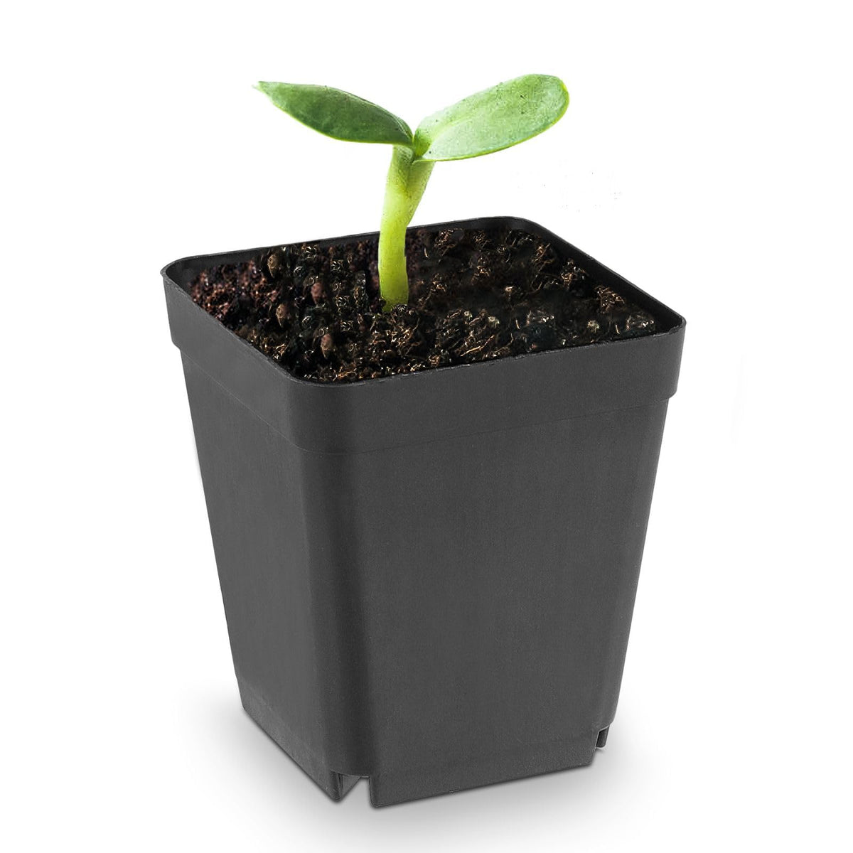 KOHAND 120 Pieces 2.7 Inch Plastic Square Nursery Pot, Transplant Planting Pots Greenhouse Supplies, Durable Plastic Flower Pots for Seedlings Black