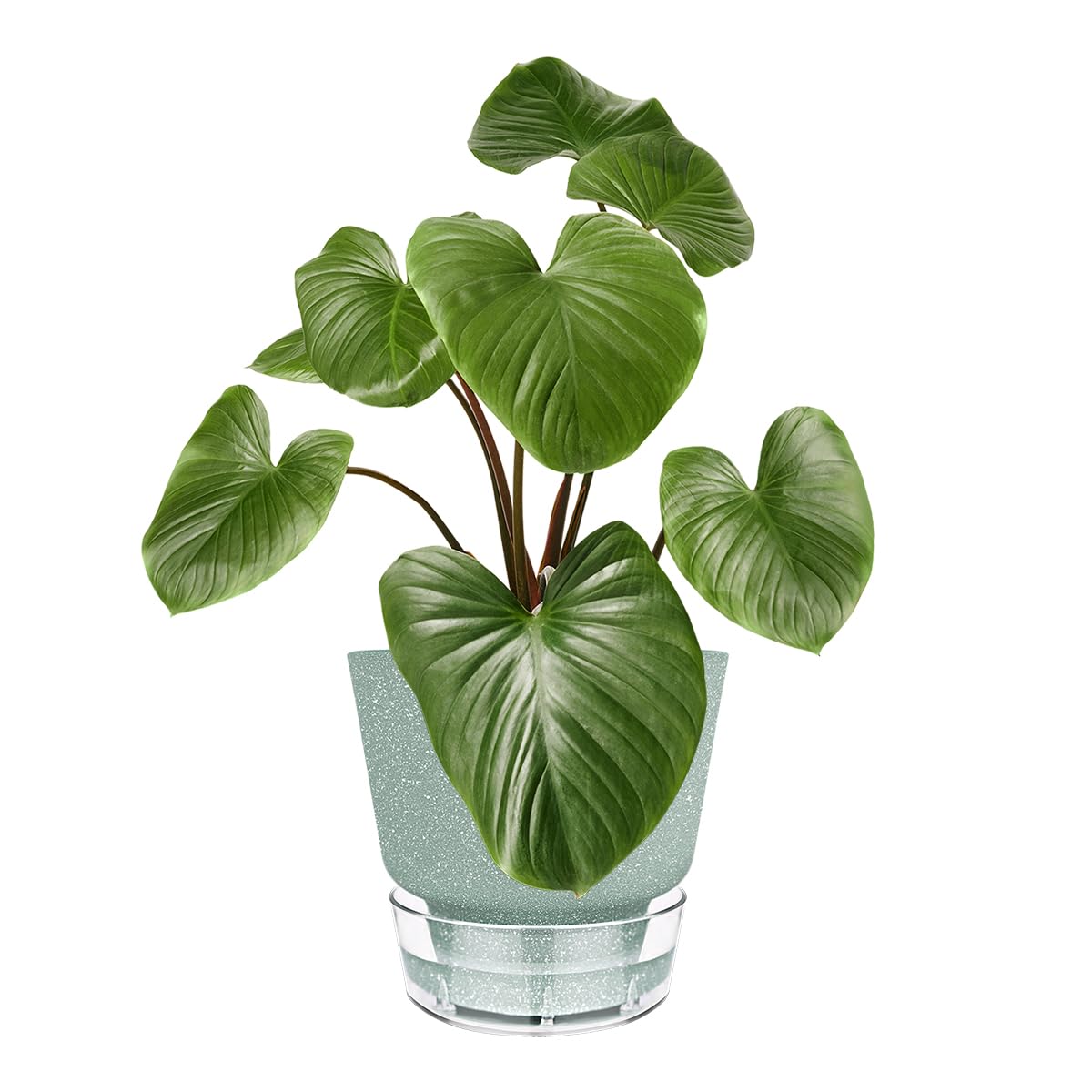 HYNZ Green Self Watering Plant Pots - 6" Planters for Indoor Plants - Pack of 5 Flower Pots - Plant Pots with Drainage Hole and Tray Saucer (Frosted Dark Green)