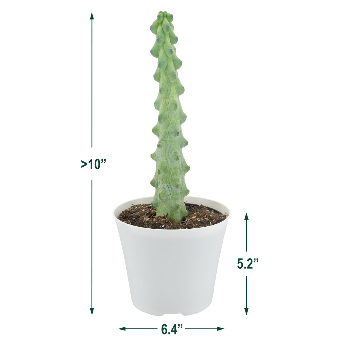 Arcadia Garden Products LV76 4" Boobie Cactus Rare Live Indoor Houseplant in Plastic Pot for Home, Work or Gift, White *** Cannot Ship to Hawaii ***