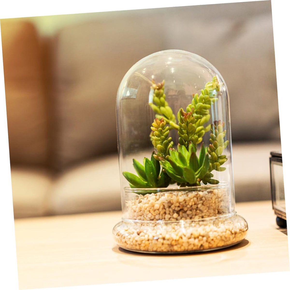 FONDOTIN Glass Terrarium Display Dome Moss Bottle for Plants Design with Opening for DIY Micro Landscapes and Home Decor