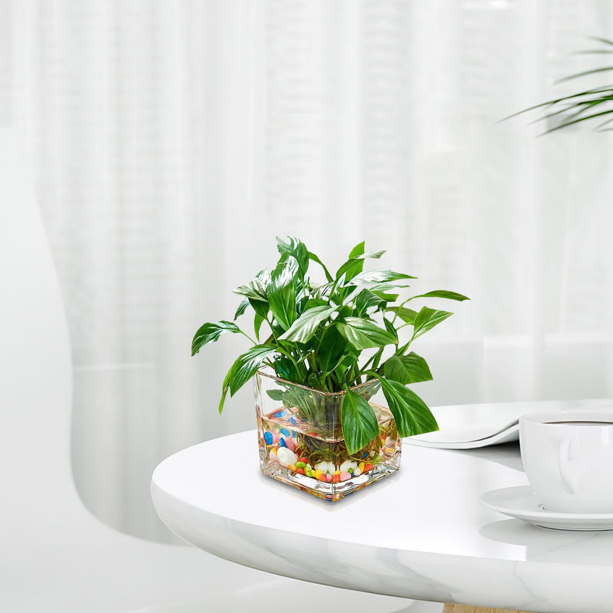 INOOMP Square Glass Hydroponic Vase 10x10cm Thick Cube Flower Vase for Home Desk Decor, Glass Plant Terrarium Bottle for Modern Indoor Gardening