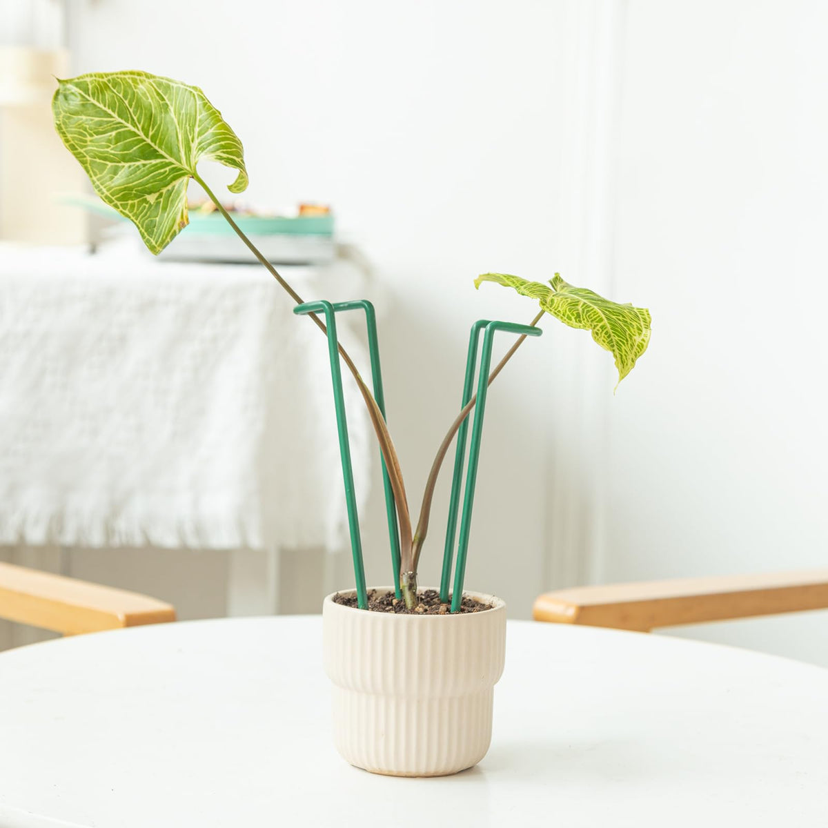 GOOOXIM Indoor Plant Stakes – 8.7" U-Shaped Durable Iron Support for Monstera & Potted Plants, Perfect for Small to Medium Climbing Plants, 10-Pack, Ideal for Home Décor & Plant Lovers
