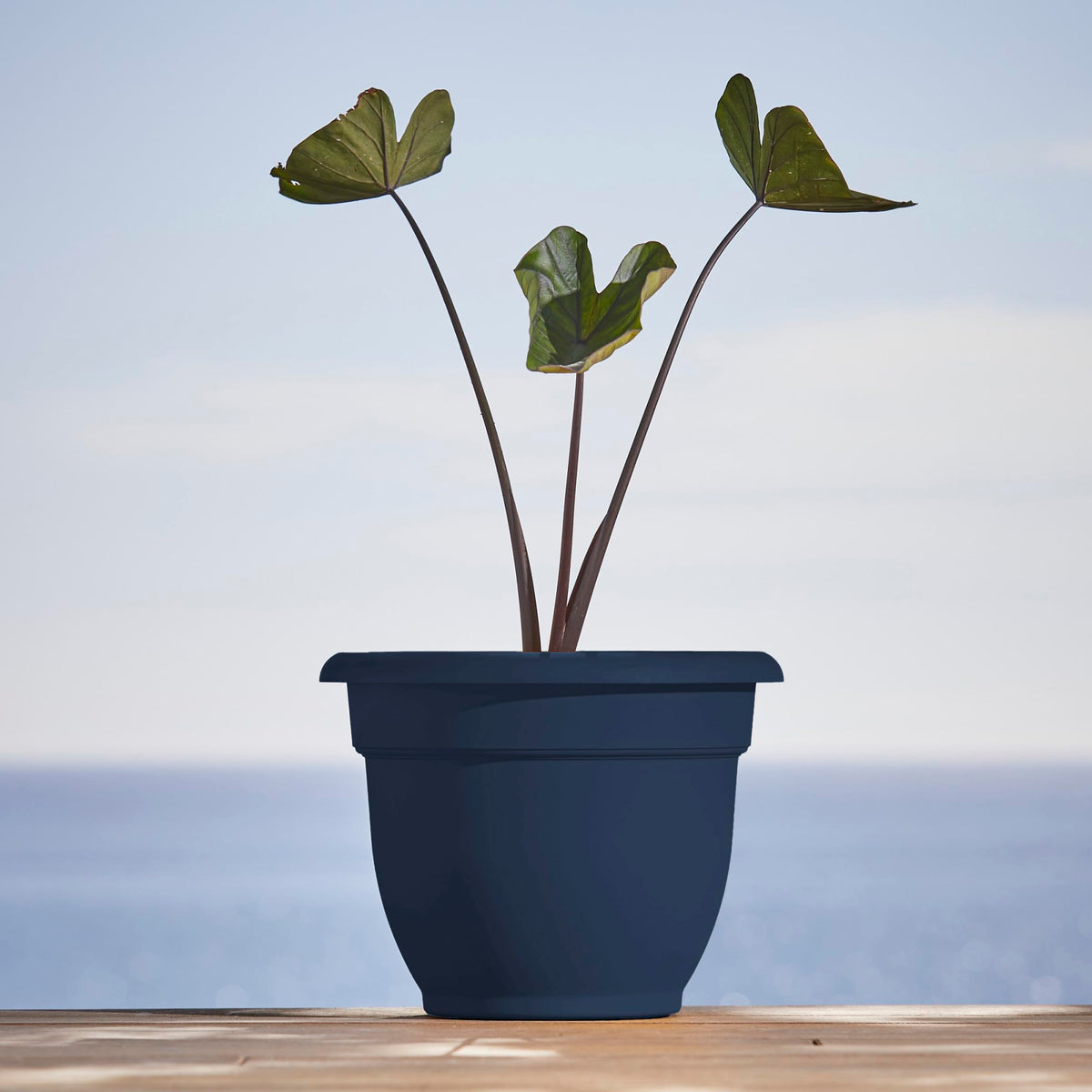 Bloem Ariana 12" Self-Watering Plastic Planter - Rolled Rim Indoor/Outdoor Garden Pot, Navy, 2-Pack