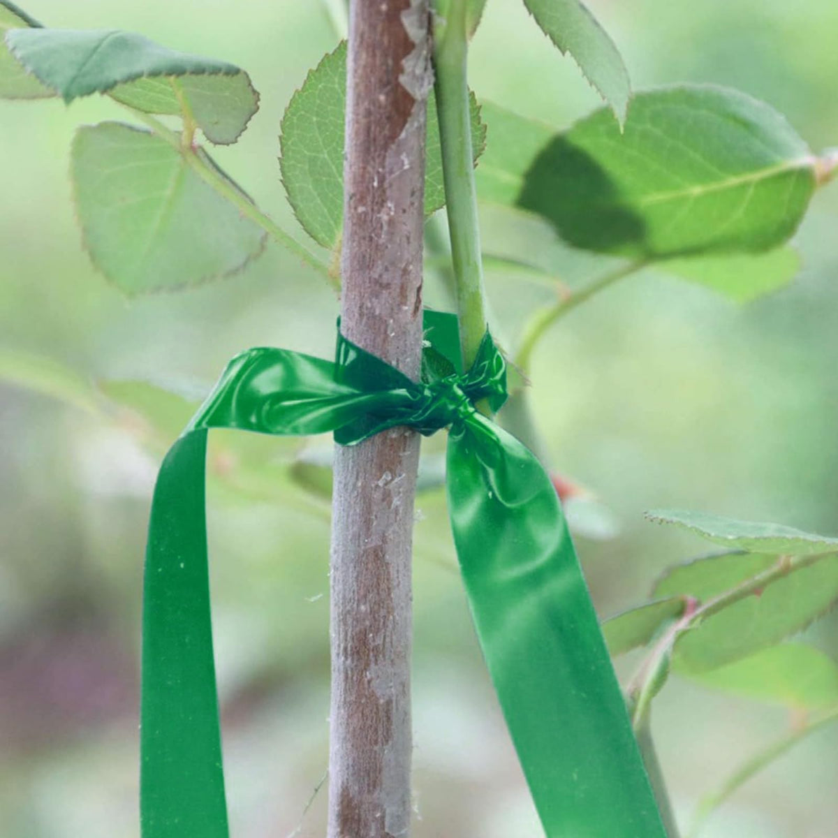 20 Rolls 1640 FT Green Plant Grafting Tape+10000Pcs Staples for Plant Tying Machine,Nursery Tree Tape Support for Climbing Plants Indoor Outdoor, Tree, Vegetables, Branches