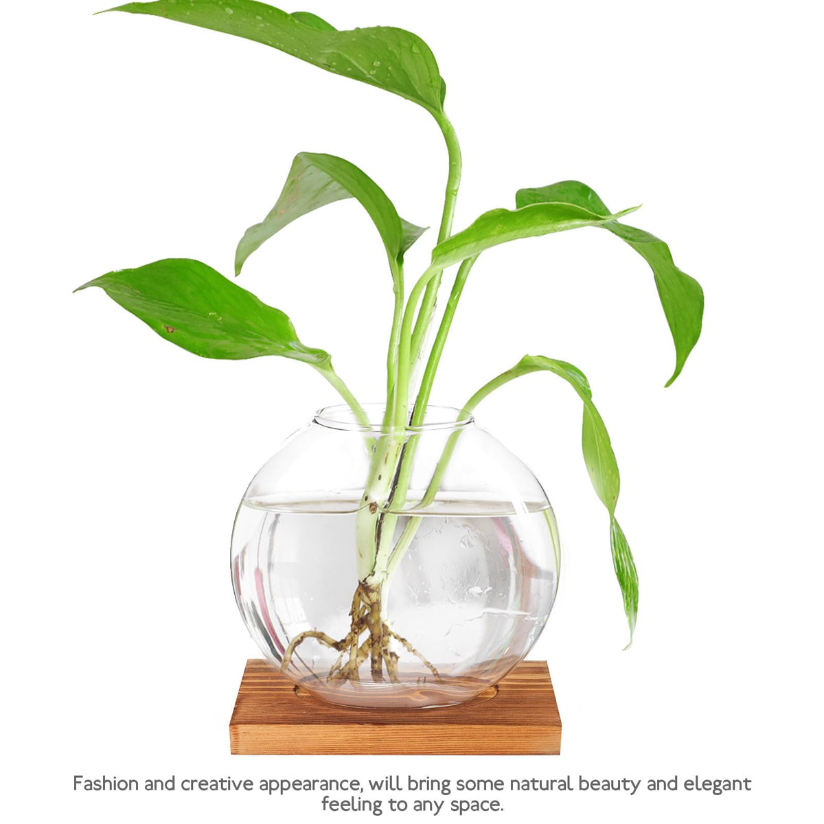 OSOLADY Glass Hydroponic Vase with Wooden Base, Plant Propagation Station for Office and Home Décor, Tabletop Glass Terrarium Hydroponics Display Ornament