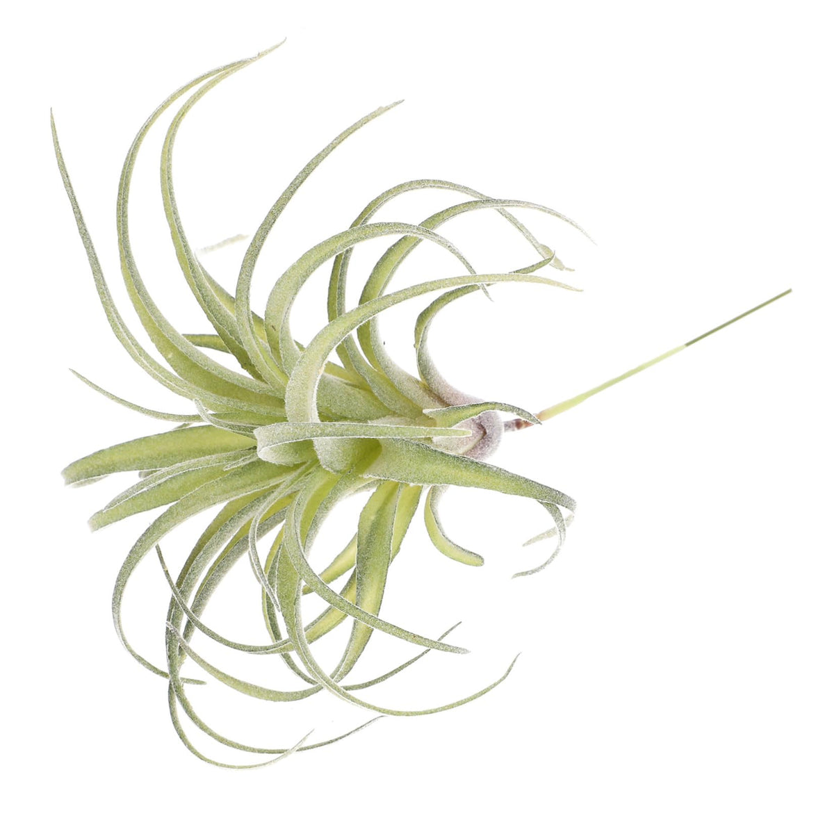 DECHOUS 1pc Artificial Air Plants Artificial Terrarium Plants Large Air Faux Flocked Tillandsia Photo Props Plant Glass Container Hanging Decor Pineapple Household