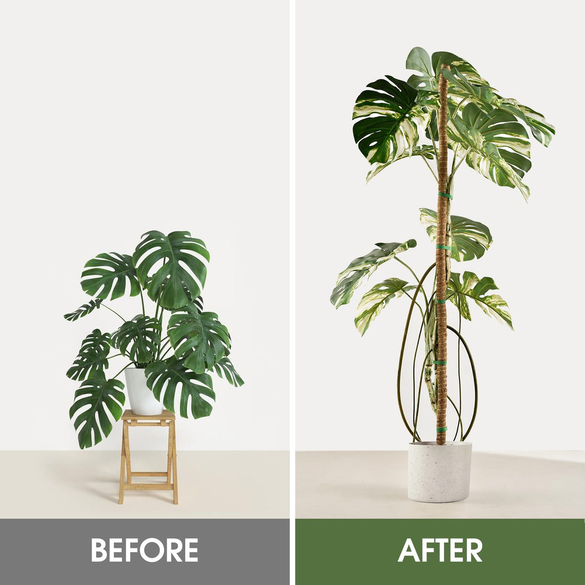 4 Pack Moss Pole 63 Inch Monstera Plant Support Moss Poles Bendable for Climbing Plants Longer Coco Coir Sticks Support Stakes Tall for Indoor Creeper DIY Shape Plants Grow Upwards