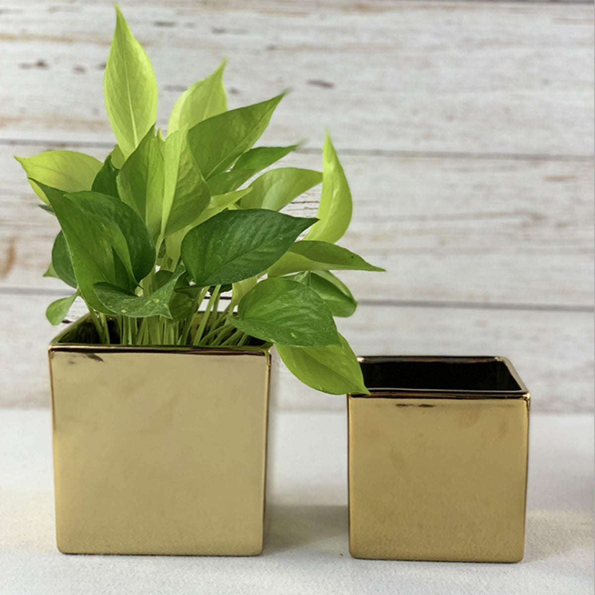 WGV Ceramic Cube Vase Width 6.5" Height 6" (Fits 6" Pot) Elegant Modern Block Square Floral Planter Terrarium Container Table Dresser for Event Accent Home Office Decor Gold 1 Piece