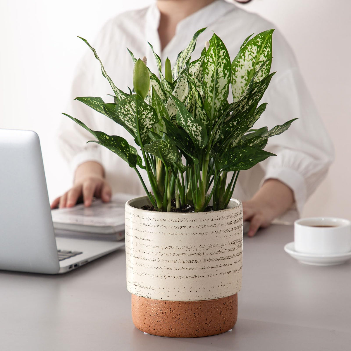 Chubacoo Self Watering Plant Pot: 6 Inch Ceramic Planter with Drainage Hole & Water Storage Plus - Flower Pot for Indoor & Outdoor Plants (Brush, Small)