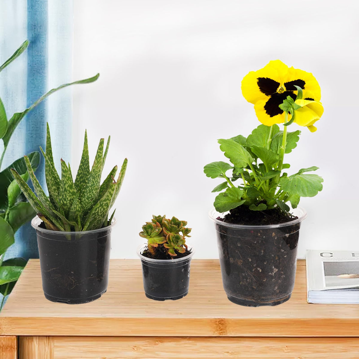 Clear Nursery Pots - 5 Inch Transparent Seedling Pots for Plants - 30 Pcs with Drainage Holes - Indoor/Outdoor Flower Pots - Seedlings, Succulents, Vegetables, Herbs