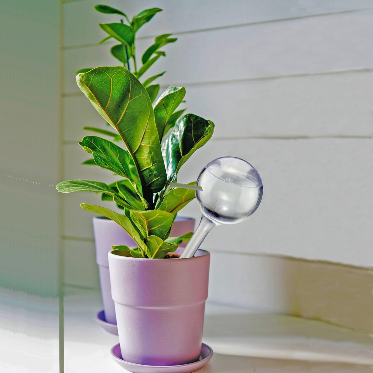 Dorphy Self Watering Globes for Plants - Automatic Watering Bulbs for Indoor & Outdoor Potted Plants, Vacation Plant Care, Water Conservation Device