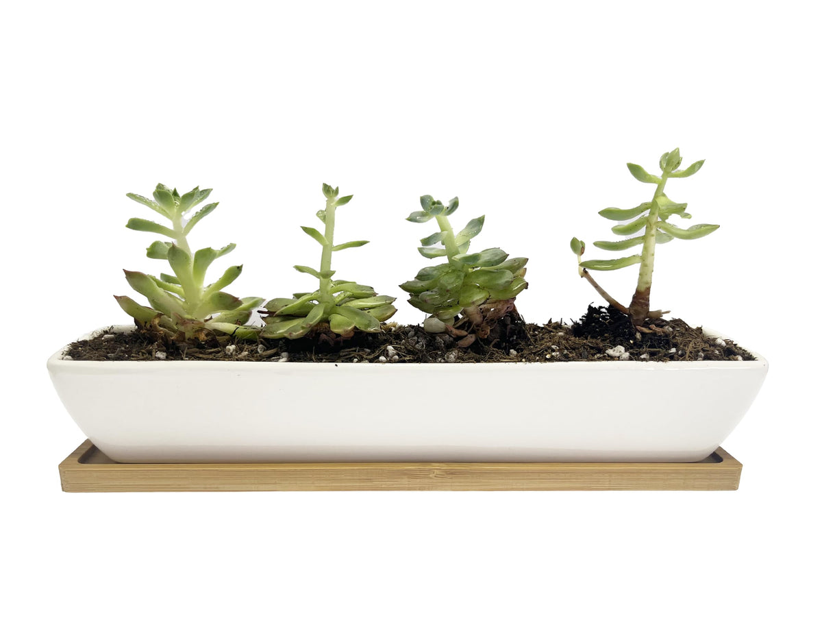 WISH HALLY WOOD 11inch Long Rectangle White Ceramic Succulent Planter Pots/Mini Flower Plant Containers with Bamboo Saucers. Product Size:11x2.23x1.69inch,not Include The Plant. (Long Rectangle)