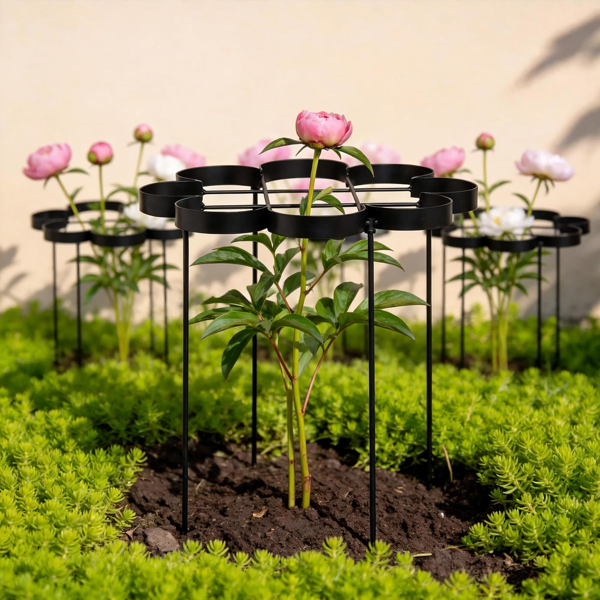 GOOOXIM 25" Peony Cages and Supports - Elegant Black Modern Flower Support Stakes for Peonies & Dahlias - Designed for Stability & Growth - Perfect for Gardens & Patios