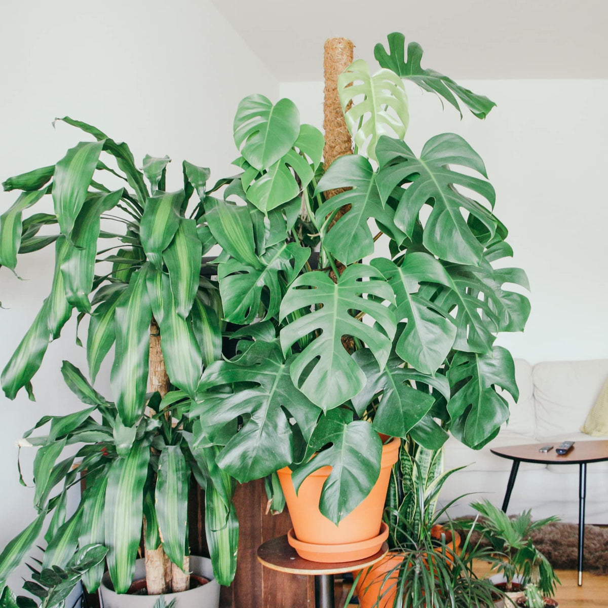 JJGoo Moss Pole for Plants Monstera,【8 Pack】 17 inch Plant Support Pole, Extendable Coir Totem Pole for Potted Plants Pothos, Train Indoor Climbing Plants to Grow Upwards