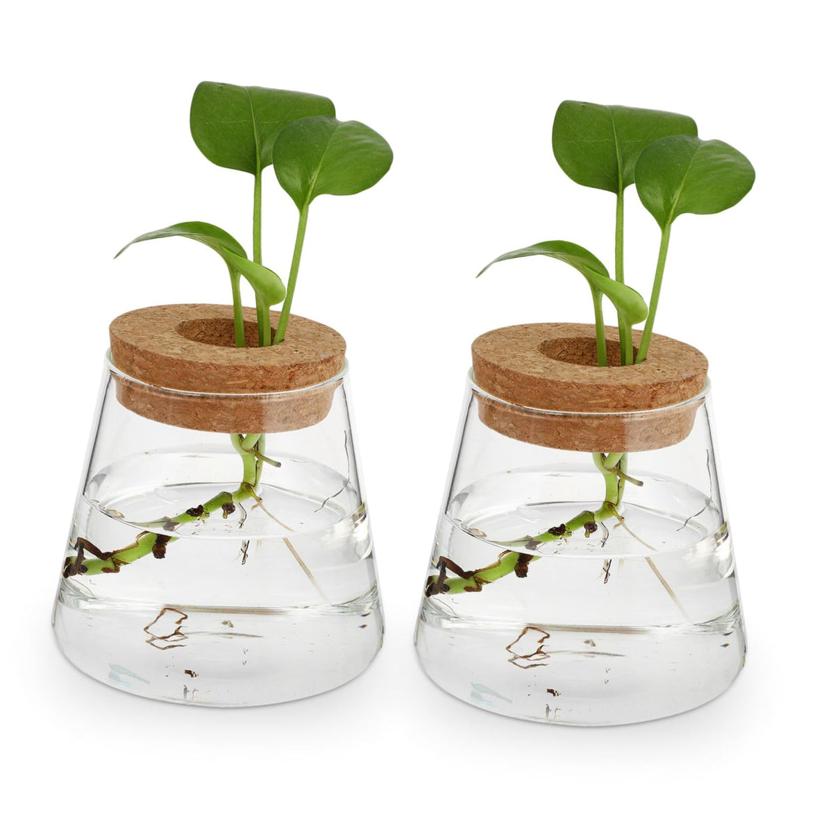 UTHCLO 2Pcs Clear Glass Desktop Vases for Hydroponics Plants Smooth Terrarium Planter Jars for Office Home Garden Decoration