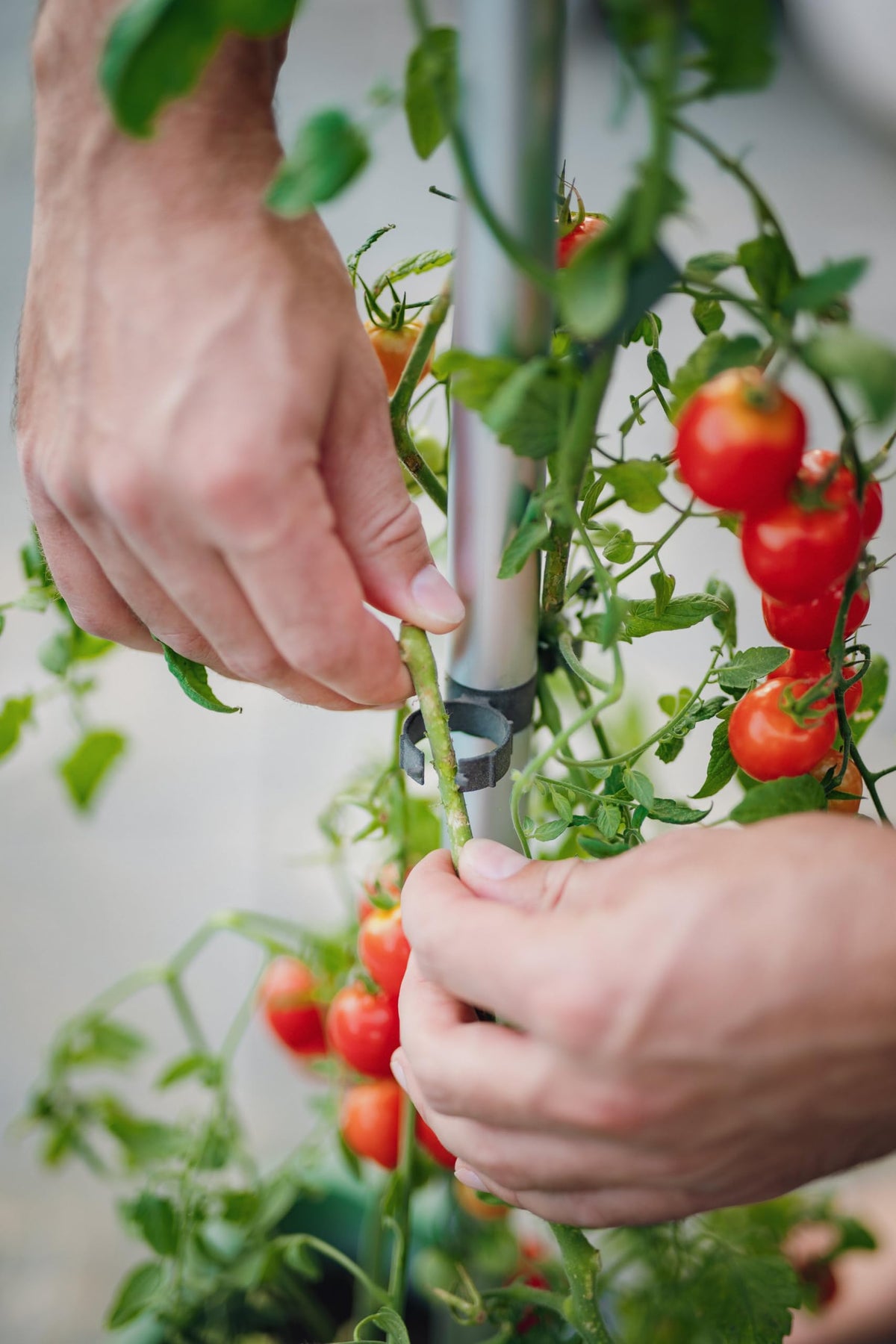 BUZZY Seeds Self-Watering Vertical Tomato Planter with Trellis – 1.2 Gal Reservoir, Large Capacity Planter for Tomatoes & Climbing Plants (Grey)