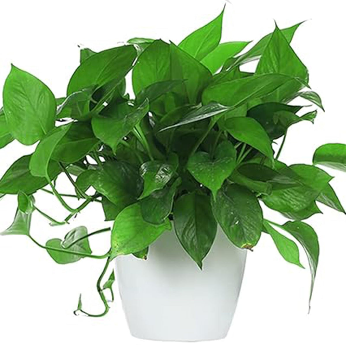 ZEONHAK 5 Inches Self Watering Planter, 10 Pack Plastic Self Watering Pots with 10 Wick Ropes, Wicking Flower Pots for Violets, Ocean Spider Plant, Orchid, Plants, Flowers, White