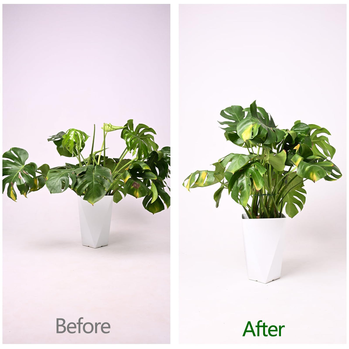 Yohsnor Monstera Plant Stem Support - 5 Pack 6.5"x6.5" Green Metal Stem Stabilizers, Adjustable Ring Clamps for Indoor Plants, Fishbone Cactus, Turtle Shell Bamboo & Climbing Vines