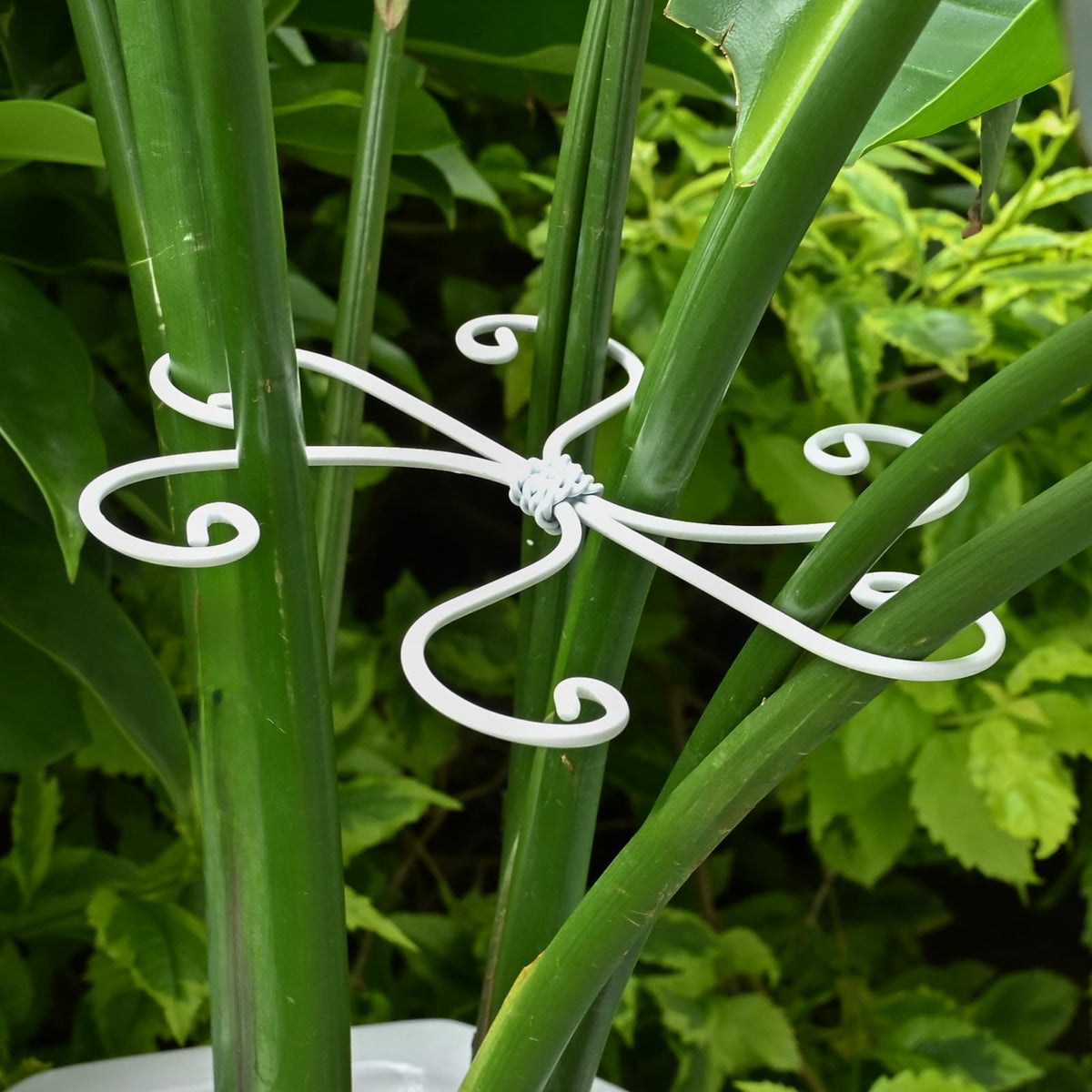 YOHSNOR 5PCS Monstera Plant Support Hook - 5.5x5.5 inch Premium Indoor Stem Stabilizer for Monstera & Fishbone Cactus, Durable,Easy Installation, Gentle Protection for Healthy Plant Growth