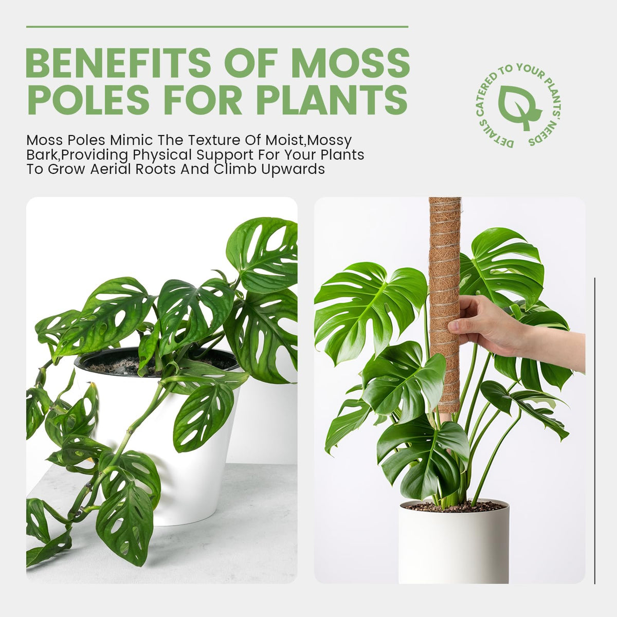 Yinder 50 Pcs Moss Pole for Plants Monstera Plant Support 16.5 Inch Coir Poles Bendable Monstera Plant Support with 10 Pcs 6.56 Feet Jute Rope and 2 Pcs 6.56 ft Garden Tape for Climbing Plants Growth