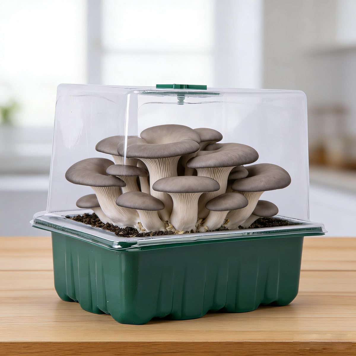 DECOHS 2 Pack Monotub Mushroom Grow Kit, 6.5" x 5" x 6.5" Small Mushroom Fruiting Chamber Propagation Boxes, Monotub Mushroom Growing Box Mini Greenhouse with Spray Bottle for Horticulture Supplies