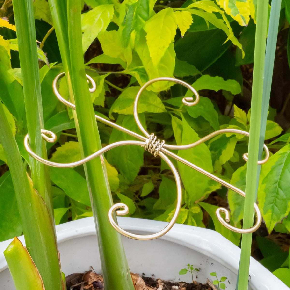YOHSNOR Durable Monstera Plant Support Hooks 5.5in - 5-Piece Set for Indoor Plant Stabilization, Easy-to-Use Grapple Holders for Monstera and Turtle Shell Plants for Plant Lovers