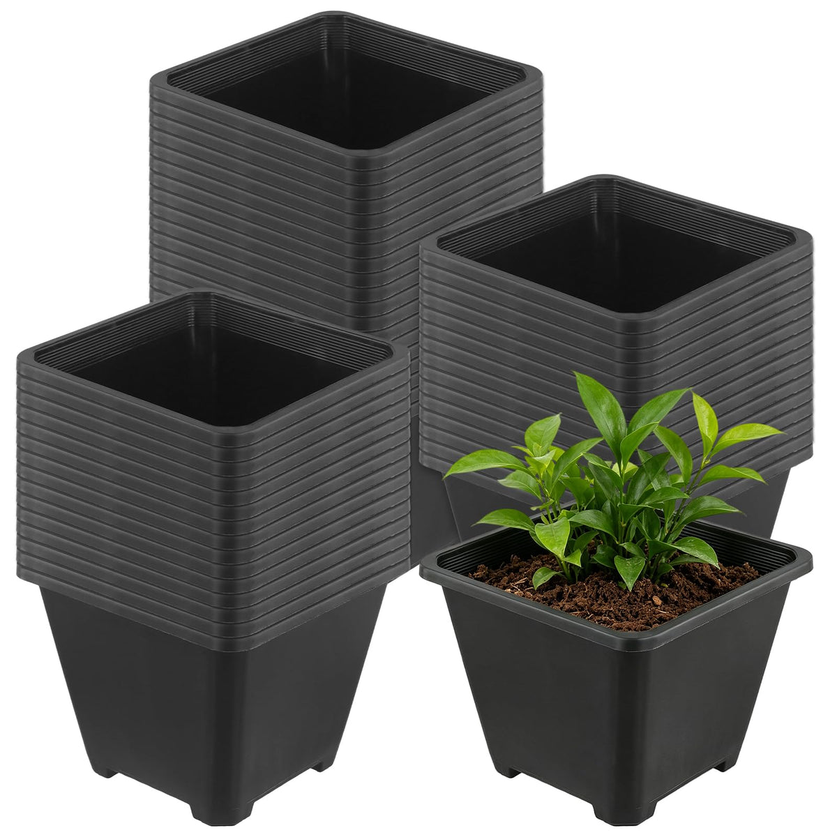 HAKZEON 50 PCS 5.5 Inch Square Nursery Pots, Black Plastic Plant Pot with Drainage Holes, Small Seed Starting Pots for Flower Planter Seedlings, Succulents