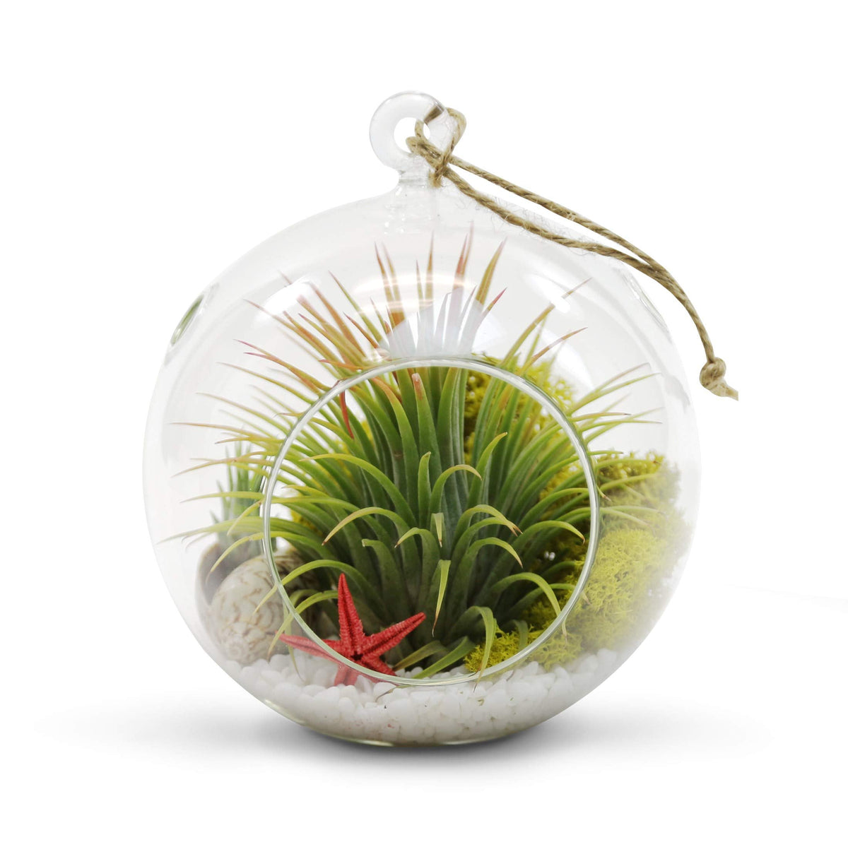 WGVI WGV Hanging Terrarium Globe, Width 6", Height 6.5", DIY Air Succulent Planter, Clear Glass Vase Orb with Flat Bottom, Candle Holder for Windowsill Outdoor Garden Decor, 1 Piece
