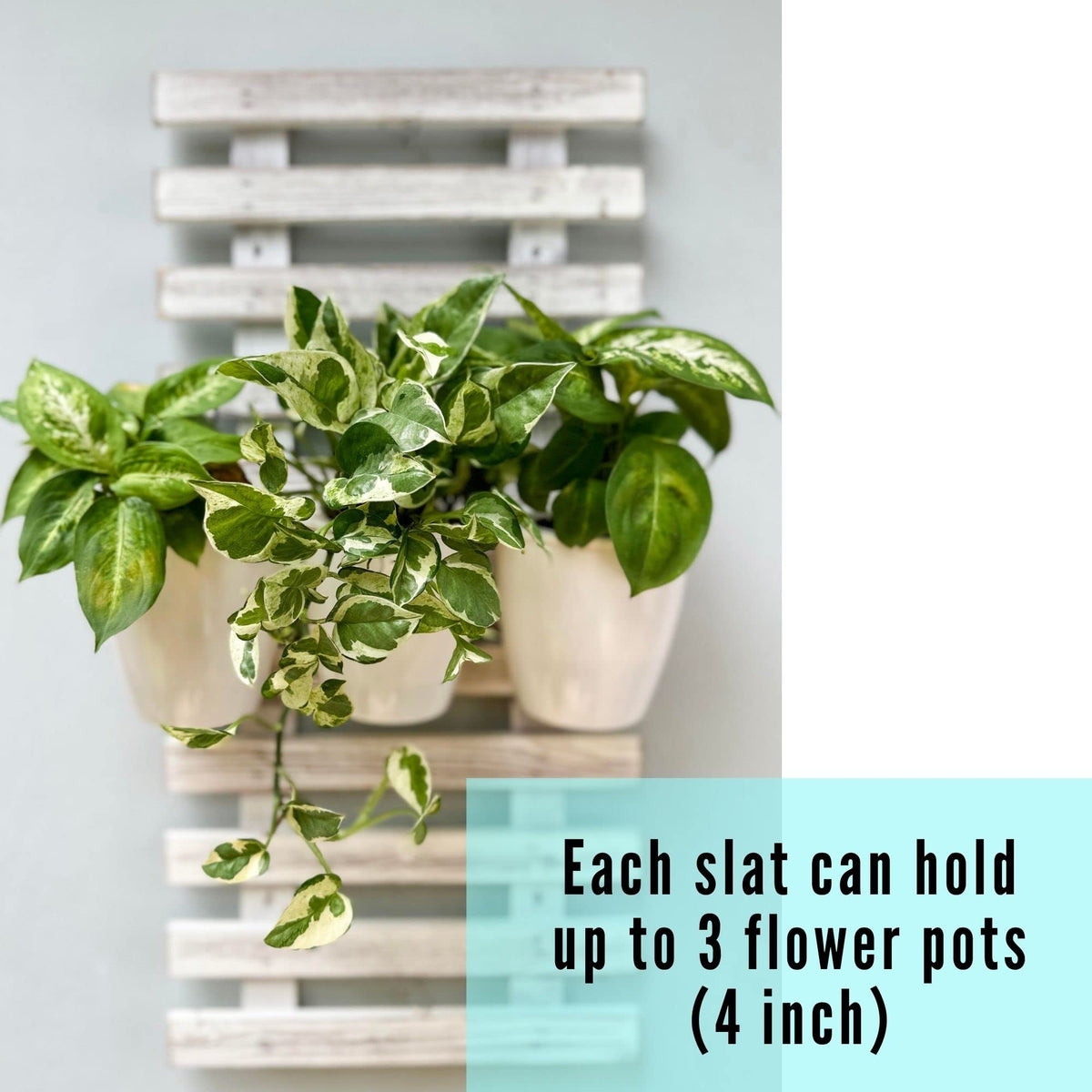 ShopLaLa Bundle - 4" White Self Watering Plastic Pots x 10 Pack + White Wooden Hanging Planter, Rustic Vertical Herb Garden Plant Holder Wall Mounted Modern Hydroponic Herb Pot LaLaGreen