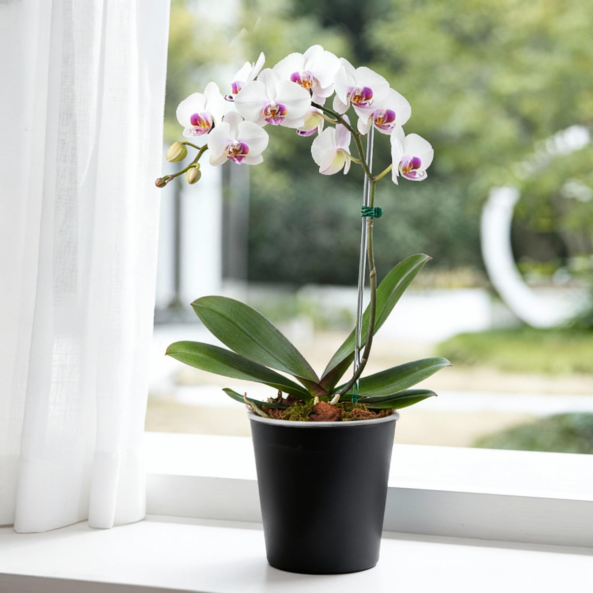 TineDew 3 Pack of 6in Plastic Cachepot with 6 inch Clear nusery Pot - self Watering Indoor Planter with Drainage for Root Visibility,semi Hydro pots for repotting Orchids,Aroid or Monstera,Black
