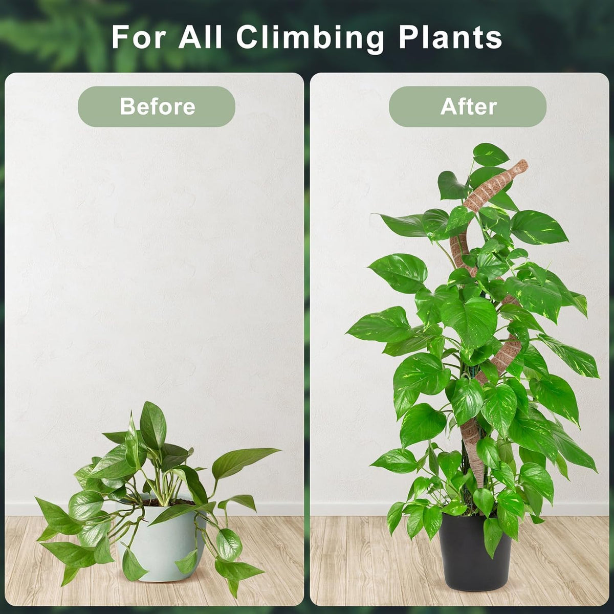 2 Pack 48" 60" Moss Pole, Bendable Moss Pole for Plants Monstera, Tall Moss Poles for Climbing Plants Indoor,Large Support, Garden Trellis Stick Stakes for Plants