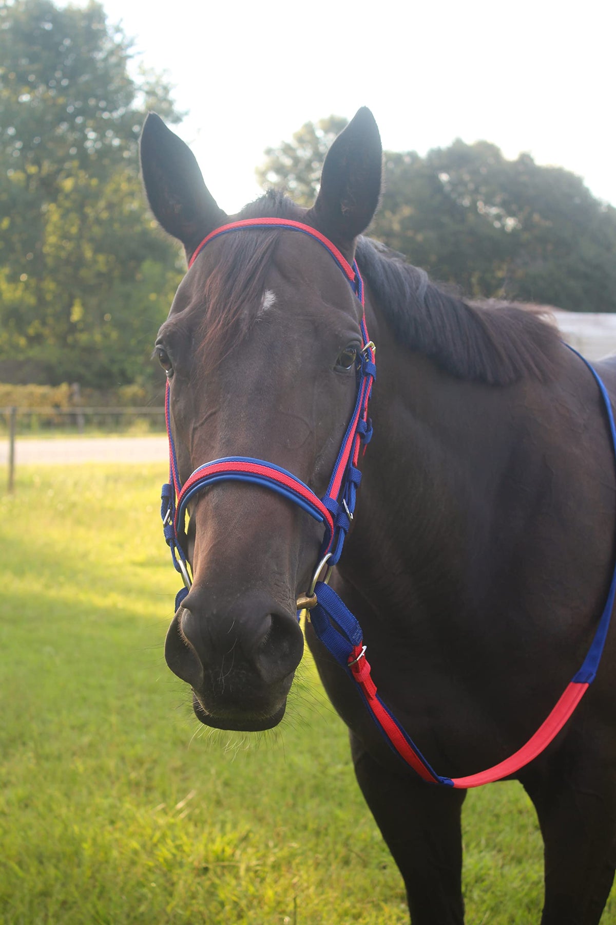Tack Shack of Ocala Nylon Race Headstall, Custom Race Headstall, Nylon Headstall, Headstall for Horses, Race Headstall for Horses, Custom Made Headstall, Bridles for Horses, Bridles